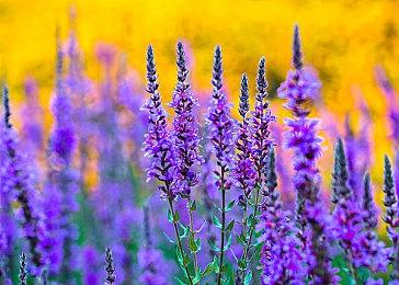 《狂想乐园》宣布Steam开放B测 6月7日开启